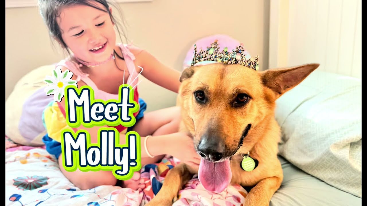 Enlarge Molly Mae So Majestic, a Adoptable mixed breed in Surrey, BC video 6/6