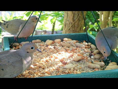 Three Mourning Doves| Spring Bird Watching | Wind Sounds