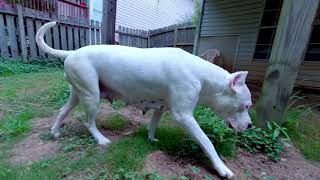 Mata Dogo Argentino: day 3 for the puppies