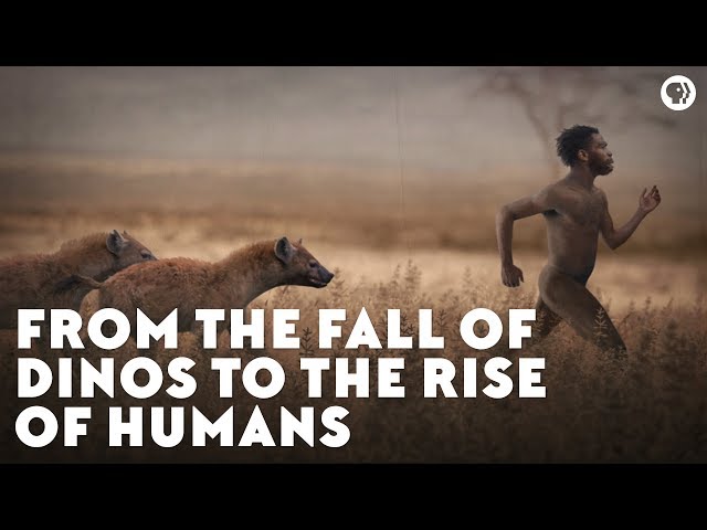 הגיית וידאו של Aegyptopithecus בשנת אנגלית