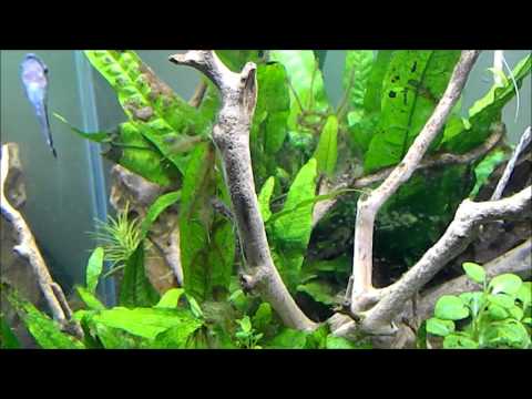 Fish Tank Talk - Pea Puffers