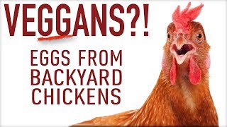 Can Vegans Eat Eggs From Backyard Chickens? VEGGANS?!
