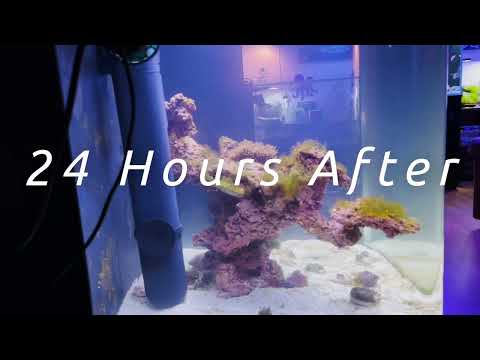 Cloudy Water Bacteria BLOOM?! No Problem! - BioCube 32g Reefing For Beginners