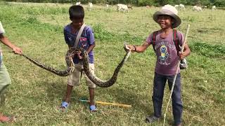 Wow ! Three Brave Boys Catch Big Snake During They