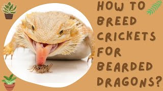 How To Breed Crickets For Bearded Dragons? | Grimdragons.com