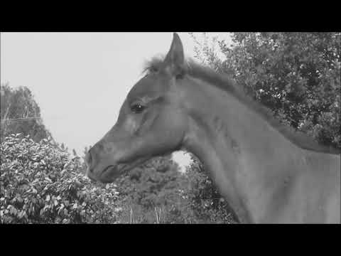 EVERITS by Farhoud Al Shaqab