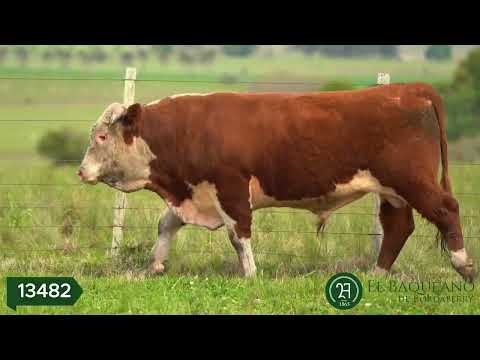 Lote 11 toro 2 años rp 13482