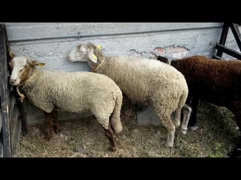 ANIMALI ALLA FIERA DI S.LUCA A DEMONTE. (CN) 9 - 10 - 2016