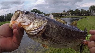 Killer Spinnerbait Technique on the Pond!!! (Florida Shoreline Bass Fishing)