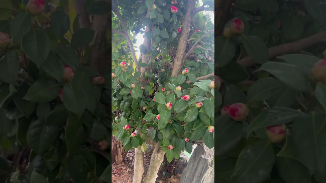 Um pouco do meu jardim no Japão 🇯🇵