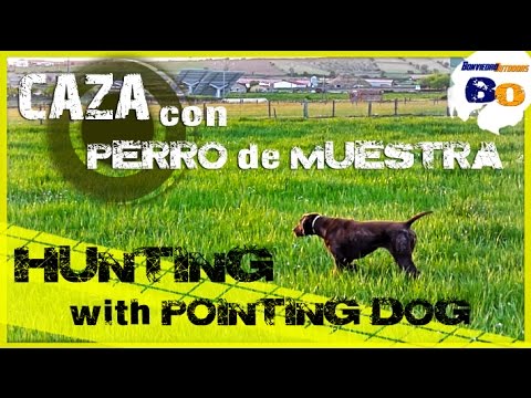 CAZA de CODORNIZ  con PERRO de MUESTRA #4 | QUAIL HUNTING with POINTING DOG #4 | 2016 | HD