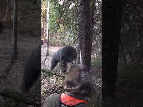 This Bear Almost Attack on Hunter #hunting #bearhunting #huntingseason