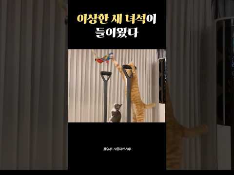 이상한 새 녀석이 약올린다