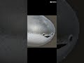 Sacabambaspis Introduction Trending Edit Comedy Sacabambaspis Meme Fish
