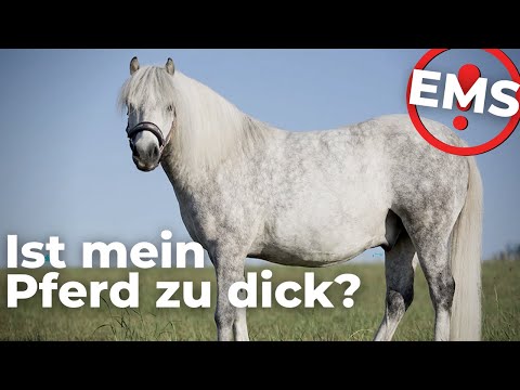 EMS - Die Krankheit mit den Fettpolstern | Übergewicht & Hufrehe | Equines Metabolisches Syndrom