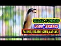 VARIASI SUARA CENDET ROLL SPEED DAN ROLL TEMBAK PANCINGAN CENDET FULL ISIAN JERNIH