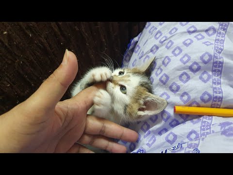 Kitten fight // One month old Kitten fighting