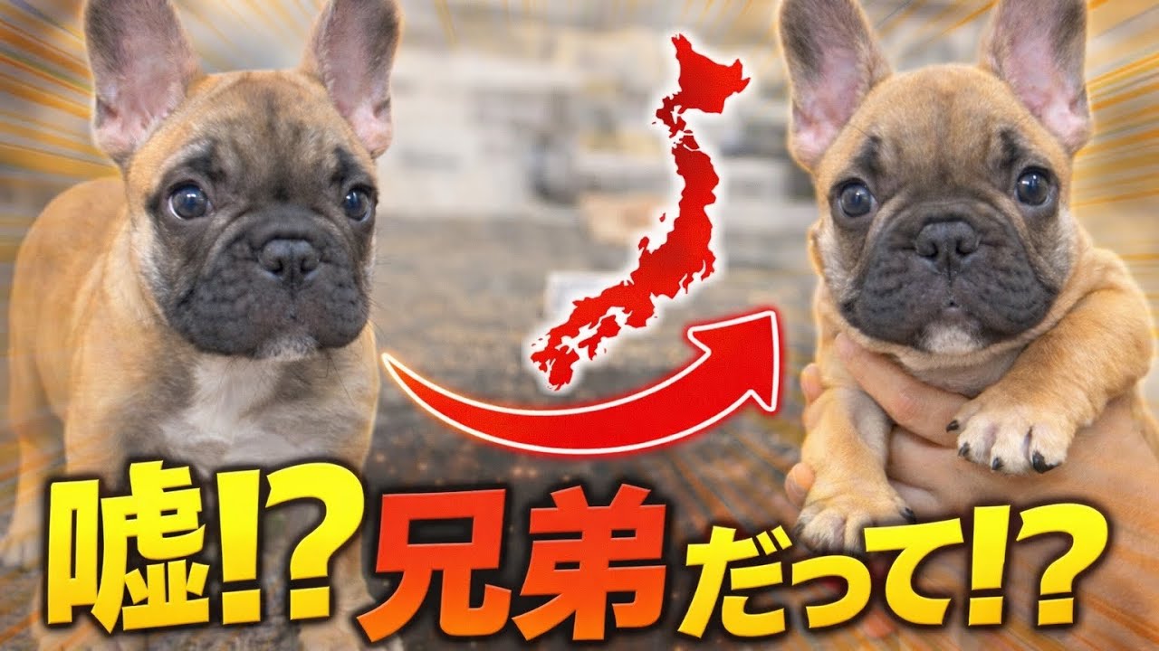 【鳥肌】まさかの展開…若くん兄弟のご家族様から連絡が来た！！