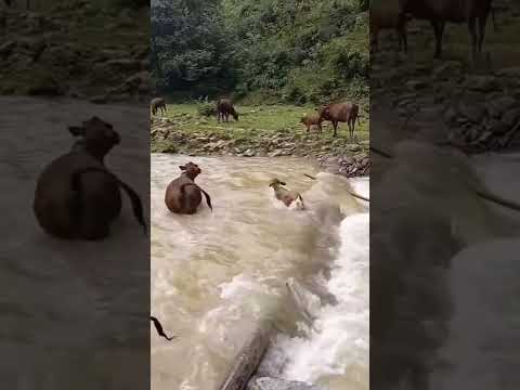 Corriente de río se lleva a ternerito
