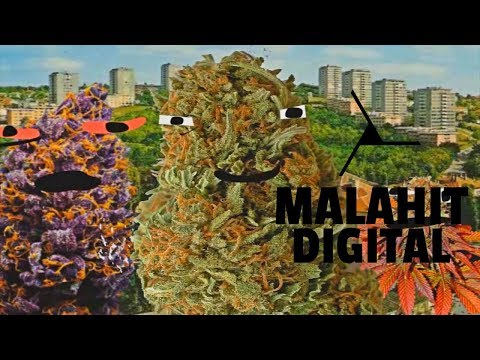 KURTOAZIJA - RIZLA (Official Video)