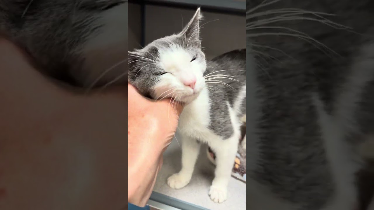 Evie- Sleek Kitty, an adopted Domestic Short Hair in Grass Valley, CA video 5/5