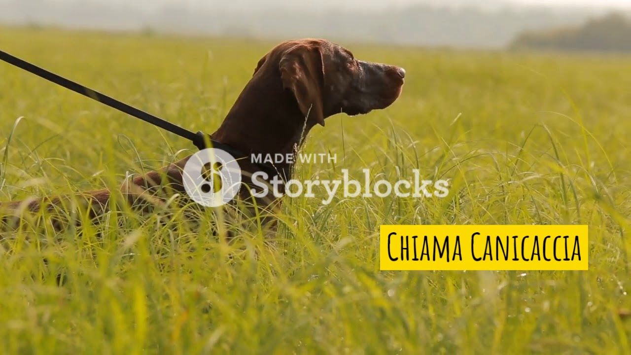 Stai cercando un bravo cane da caccia