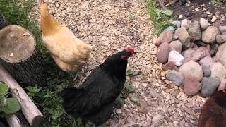 The Chickens first music video!