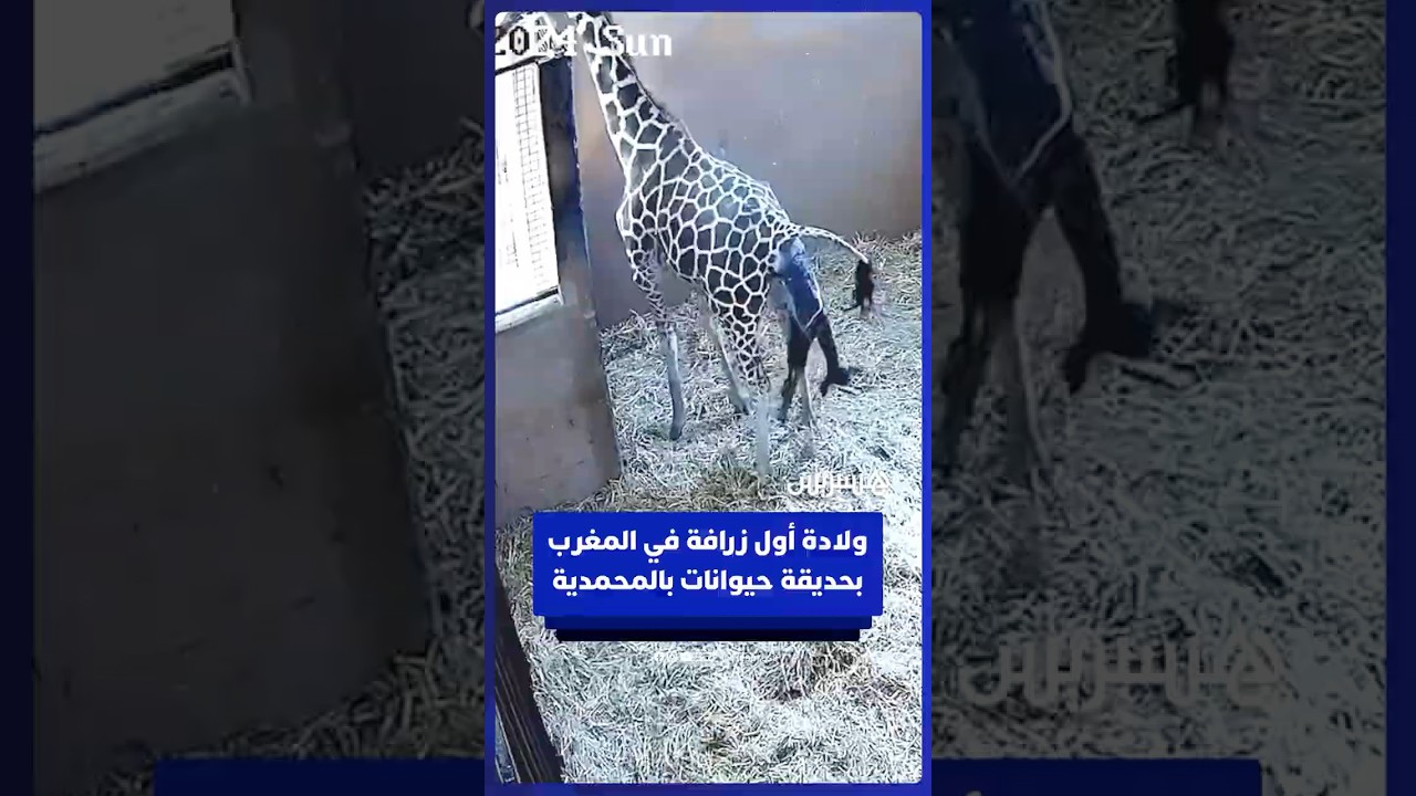ولادة أول زرافة في المغرب بحديقة حيوانات بمدينة المحمدية thumbnail