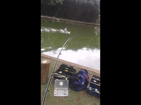 Defeated by giant Catfish