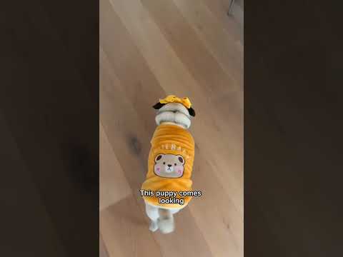 When the Cheese Drawer opens, this puppy comes looking! 👀🧀 #dog #shorts #adorable #cute #pets