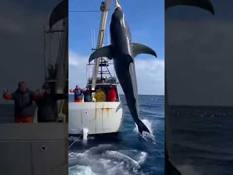 DAYLIGHT ☀️🦈: Tiburón Blanco GIGANTE le ROBA la pesca en pleno DÍA