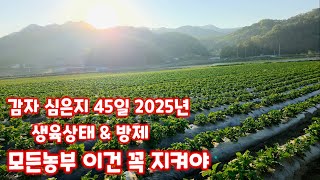 감자 심은지 45일 생육상태 그리고 방제 이야기