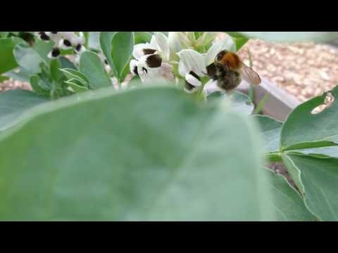 Bee on beans. Beautiful sound.