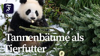Winterkulisse in Berliner Zoo