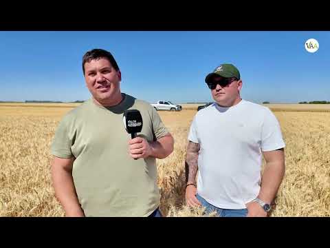 Trigos de 7.200 kg/ha en Coronel Moldes , Córdoba