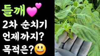 들깨???? 2차 순치기, 언제까지? 목적은?