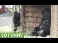 Grumpy Silverback Gorilla Deals With Super Annoying Son