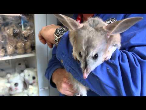 Ekka Bilby