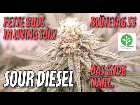 Fette Buds ohne Dünger! Blütetag 53 - 2x Sour Diesel in Living Soil - 100% organischer Grow