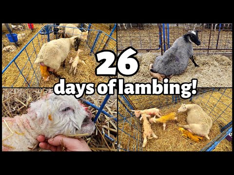 TWENTY-SIX DAYS OF LAMBING! | Our complete SPRING 2022 lambing... *RE-VISITED!! | Vlog 613