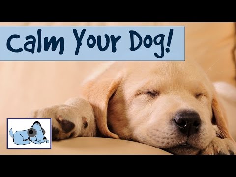 Music to Calm Down your Dog and Stop Barking- Relax my Dog