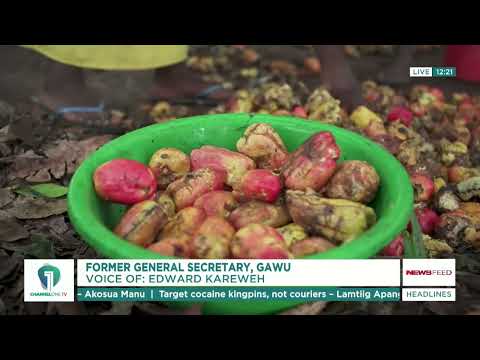 Ghana’s Tomato Self-Sufficiency Plan Faces Major Policy Challenges
