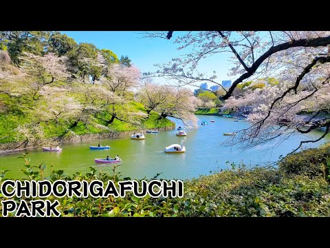 Chidorigafuchi Park: Tokyo’s Stunning Cherry Blossom Spot 🌸 | Japan Travel Guide