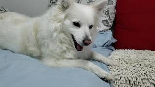 2021/01/01 Stay home get an orange ball【アメリカンエスキモードッグ/American Eskimo Dog】