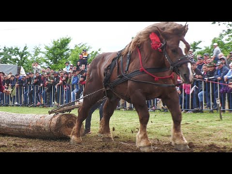 Cai probe de tracțiune la simplu Medieșu Aurit 17 Iunie 2023