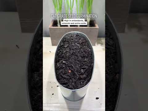 , title : 'How to Grow Cat Grass from Seed'