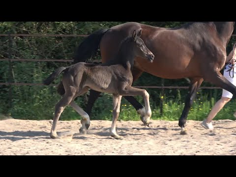 *2021 Stute von Dancier Gold - Stedinger SOLD!!!