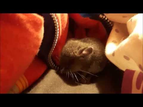 CGB Science Looks at the Science of Randy, the White Footed Mouse.