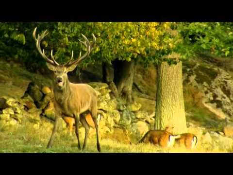 Travel Guide Blekinge, Sweden - Eriksberg Vilt & Natur