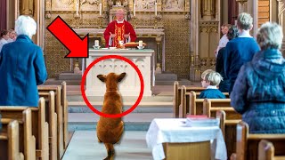 Perro invade misa y se niega a irse, CUANDO EL SACERDOTE LO SIGUE DESCUBRE ALGO HORRIBLE Y ATERRADOR